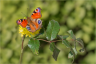 Peacock Butterfly